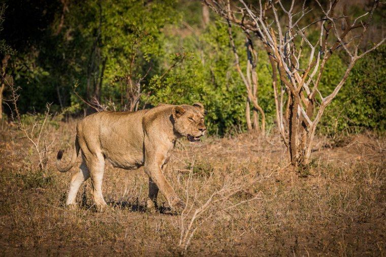 074 Kruger National Park, leeuw.jpg